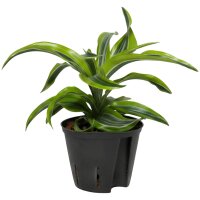 Drachenbaum Dracaena deremensis Lemon Surprise |...