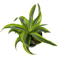 Drachenbaum Dracaena deremensis Lemon Surprise |...