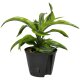 Drachenbaum Dracaena deremensis Lemon Surprise | Hydrokultur Zimmerpflanze in Blähton | Grünpflanze 30cm im Kulturtopf 13/12 mit Gießanzeiger