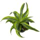 Drachenbaum Dracaena deremensis Lemon Surprise | Hydrokultur Zimmerpflanze in Blähton | Grünpflanze 30cm im Kulturtopf 13/12 mit Gießanzeiger
