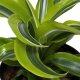 Drachenbaum Dracaena deremensis Lemon Surprise | Hydrokultur Zimmerpflanze in Blähton| Grünpflanze 30cm im Kulturtopf 13/12 mit Gießanzeiger
