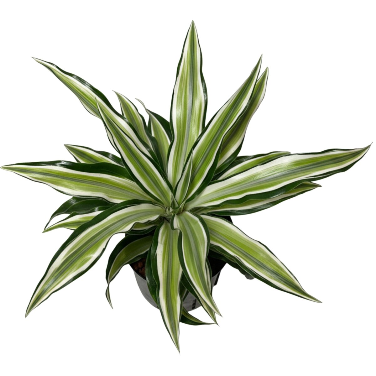 Drachenbaum Malayka Hydrokultur Dracaena deremensis