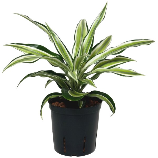 Drachenbaum Malayka Dracaena deremensis | Hydrokultur Zimmerpflanze 30-40cm buntlaubig in Blähton | im Kulturtopf 13/12 mit Gießanzeiger