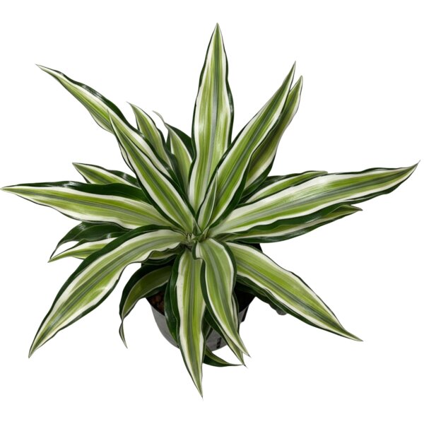 Drachenbaum Malayka Dracaena deremensis | Hydrokultur Zimmerpflanze 30-40cm buntlaubig in Blähton | im Kulturtopf 13/12 mit Gießanzeiger