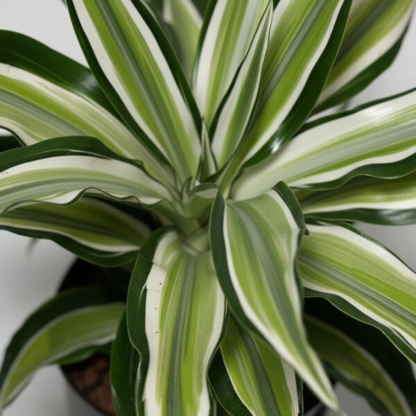 Drachenbaum Malayka Dracaena deremensis | Hydrokultur Zimmerpflanze 30-40cm buntlaubig in Blähton | im Kulturtopf 13/12 mit Gießanzeiger