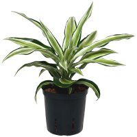 Drachenbaum Malayka Dracaena deremensis | Hydrokultur...