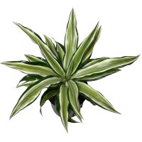 Drachenbaum Malayka Dracaena deremensis | Hydrokultur...