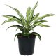 Drachenbaum Malayka Dracaena deremensis | Hydrokultur Zimmerpflanze 30-40cm buntlaubig in Blähton | im Kulturtopf 13/12 mit Gießanzeiger