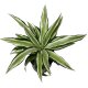 Drachenbaum Malayka Dracaena deremensis | Hydrokultur Zimmerpflanze 30-40cm buntlaubig in Blähton | im Kulturtopf 13/12 mit Gießanzeiger
