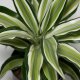 Drachenbaum Malayka Dracaena deremensis | Hydrokultur Zimmerpflanze 30-40cm buntlaubig in Blähton | im Kulturtopf 13/12 mit Gießanzeiger