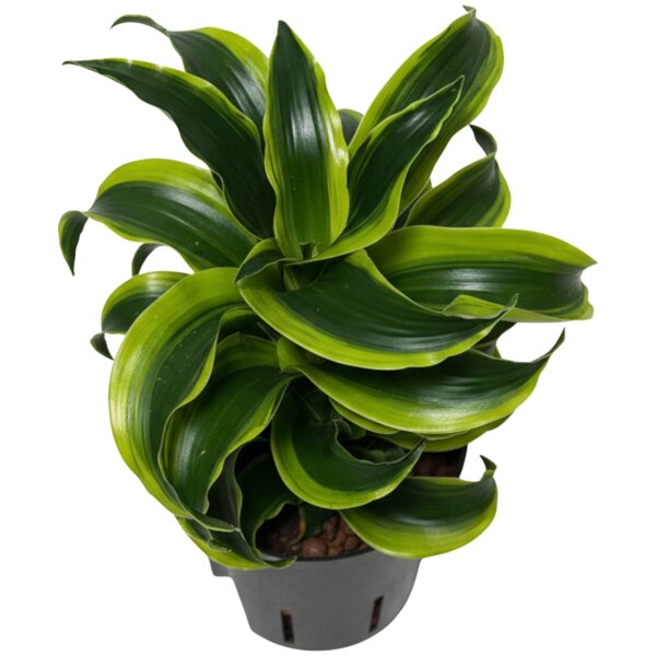 Drachenbaum Dracaena deremensis Tornado | Hydrokultur Zimmerpflanze in Blähton | Grünpflanze 30-40cm im Kulturtopf 13/12 mit Gießanzeiger