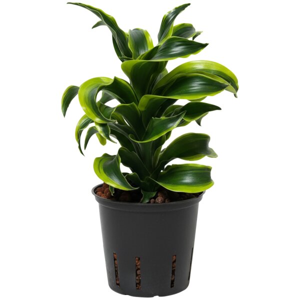 Drachenbaum Dracaena deremensis Tornado | Hydrokultur Zimmerpflanze in Blähton | Grünpflanze 30-40cm im Kulturtopf 13/12 mit Gießanzeiger