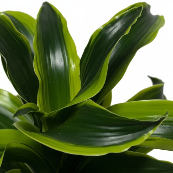Drachenbaum Dracaena deremensis Tornado | Hydrokultur Zimmerpflanze in Blähton | Grünpflanze 30-40cm im Kulturtopf 13/12 mit Gießanzeiger