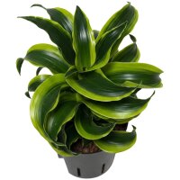 Drachenbaum Dracaena deremensis Tornado | Hydrokultur...