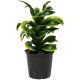 Drachenbaum Dracaena deremensis Tornado | Hydrokultur Zimmerpflanze in Blähton | Grünpflanze 30-40cm im Kulturtopf 13/12 mit Gießanzeiger