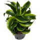 Drachenbaum Dracaena deremensis Tornado | Hydrokultur Zimmerpflanze in Blähton | Grünpflanze 30-40cm im Kulturtopf 13/12 mit Gießanzeiger