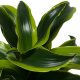 Drachenbaum Dracaena deremensis Tornado | Hydrokultur Zimmerpflanze in Blähton | Grünpflanze 30-40cm im Kulturtopf 13/12 mit Gießanzeiger