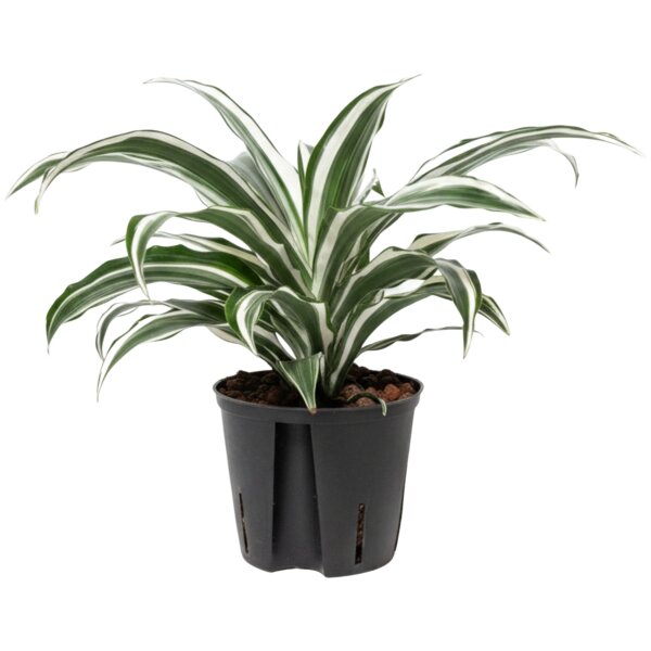 Drachenbaum Dracaena deremensis White Jewel |Hydrokultur Zimmerpflanze in Blähton | Grünpflanze 40cm im Kulturtopf 13/12 mit Gießanzeiger