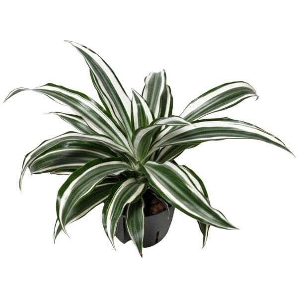Drachenbaum Dracaena deremensis White Jewel |Hydrokultur Zimmerpflanze in Blähton | Grünpflanze 40cm im Kulturtopf 13/12 mit Gießanzeiger