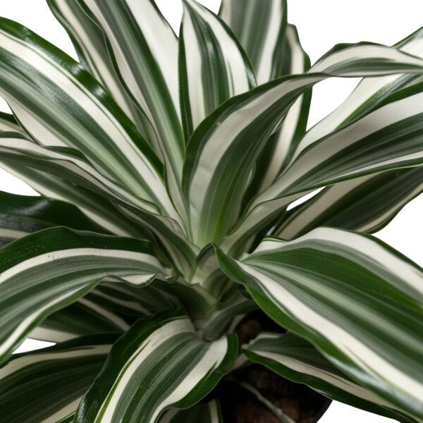 Drachenbaum Dracaena deremensis White Jewel |Hydrokultur Zimmerpflanze in Blähton | Grünpflanze 40cm im Kulturtopf 13/12 mit Gießanzeiger