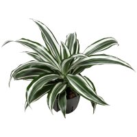 Drachenbaum Dracaena deremensis White Jewel |Hydrokultur...