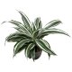 Drachenbaum Dracaena deremensis White Jewel |Hydrokultur Zimmerpflanze in Blähton | Grünpflanze 40cm im Kulturtopf 13/12 mit Gießanzeiger