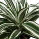 Drachenbaum Dracaena deremensis White Jewel |Hydrokultur Zimmerpflanze in Blähton | Grünpflanze 40cm im Kulturtopf 13/12 mit Gießanzeiger
