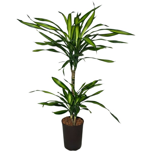 Drachenbaum Dracaena fragrans Ricki 2er Tuff | Hydrokultur Zimmerpflanze in Blähton |Grünpflanze 80cm im Kulturtopf 13/12 mit Gießanzeiger