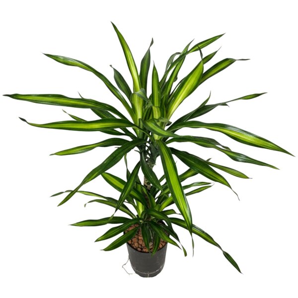 Drachenbaum Dracaena fragrans Ricki 2er Tuff | Hydrokultur Zimmerpflanze in Blähton |Grünpflanze 80cm im Kulturtopf 13/12 mit Gießanzeiger