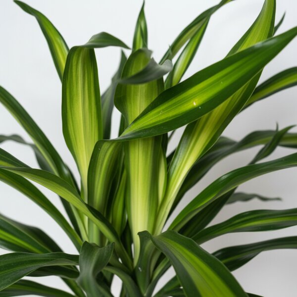 Drachenbaum Dracaena fragrans Ricki 2er Tuff | Hydrokultur Zimmerpflanze in Blähton |Grünpflanze 80cm im Kulturtopf 13/12 mit Gießanzeiger