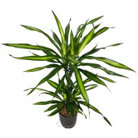 Drachenbaum Dracaena fragrans Ricki 2er Tuff |...
