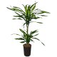 Drachenbaum Dracaena fragrans Ricki 2er Tuff | Hydrokultur Zimmerpflanze in Blähton |Grünpflanze 80cm im Kulturtopf 13/12 mit Gießanzeiger