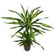Drachenbaum Dracaena fragrans Ricki 2er Tuff | Hydrokultur Zimmerpflanze in Blähton |Grünpflanze 80cm im Kulturtopf 13/12 mit Gießanzeiger