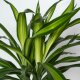 Drachenbaum Dracaena fragrans Ricki 2er Tuff | Hydrokultur Zimmerpflanze in Blähton |Grünpflanze 80cm im Kulturtopf 13/12 mit Gießanzeiger