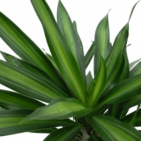 Drachenbaum Dracaena fragrans Ricki 3er Tuff | Hydrokultur Zimmerpflanze in Blähton | Grünpflanze 90-100cm im Kulturtopf 13/12 mit Gießanzeiger