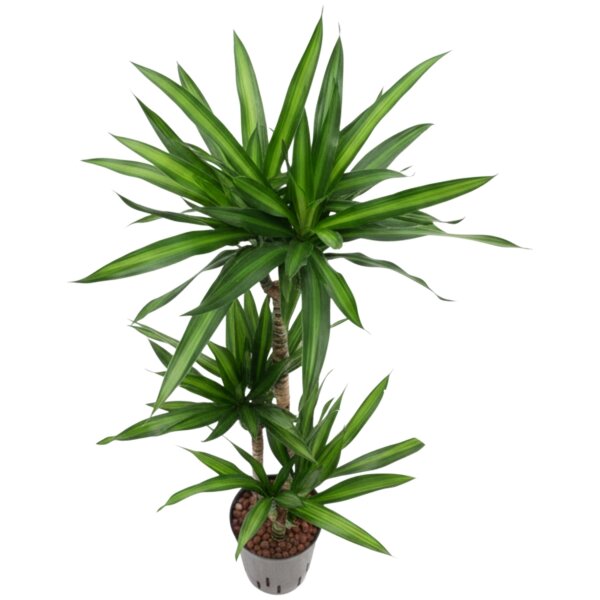 Drachenbaum Dracaena fragrans Ricki 3er Tuff | Hydrokultur Zimmerpflanze in Blähton | Grünpflanze 90-100cm im Kulturtopf 13/12 mit Gießanzeiger