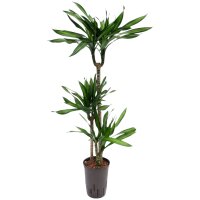 Drachenbaum Dracaena fragrans Ricki 3er Tuff |...