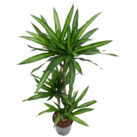 Drachenbaum Dracaena fragrans Ricki 3er Tuff |...