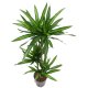 Drachenbaum Dracaena fragrans Ricki 3er Tuff | Hydrokultur Zimmerpflanze in Blähton | Grünpflanze 90-100cm im Kulturtopf 13/12 mit Gießanzeiger