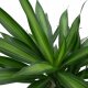 Drachenbaum Dracaena fragrans Ricki 3er Tuff | Hydrokultur Zimmerpflanze in Blähton | Grünpflanze 90-100cm im Kulturtopf 13/12 mit Gießanzeiger