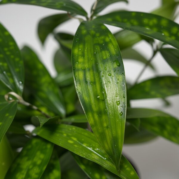 Drachenbaum Goldstaub Dracaena surculosa | Hydrokultur Zimmerpflanze in Blähton | Grünpflanze 30cm im Kulturtopf 13/12 mit Gießanzeiger