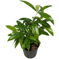 Drachenbaum Goldstaub Dracaena surculosa | Hydrokultur...