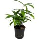 Drachenbaum Goldstaub Dracaena surculosa | Hydrokultur Zimmerpflanze in Blähton | Grünpflanze 30cm im Kulturtopf 13/12 mit Gießanzeiger