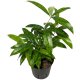 Drachenbaum Goldstaub Dracaena surculosa | Hydrokultur Zimmerpflanze in Blähton | Grünpflanze 30cm im Kulturtopf 13/12 mit Gießanzeiger