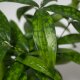 Drachenbaum Goldstaub Dracaena surculosa | Hydrokultur Zimmerpflanze in Blähton | Grünpflanze 30cm im Kulturtopf 13/12 mit Gießanzeiger