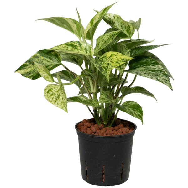 Efeutute Epipremnum pinnatum Marble Queen | Hydrokultur Zimmerpflanze in Blähton | rankende Kletterpflanze ca. 20-25cm im Kulturtopf 13/12 mit Gießanzeiger