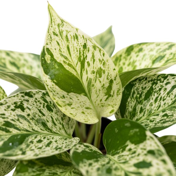 Efeutute Epipremnum pinnatum Marble Queen | Hydrokultur Zimmerpflanze in Blähton | rankende Kletterpflanze ca. 20-25cm im Kulturtopf 13/12 mit Gießanzeiger