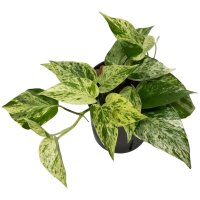 Efeutute Epipremnum pinnatum Marble Queen | Hydrokultur...