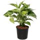 Efeutute Epipremnum pinnatum Marble Queen | Hydrokultur Zimmerpflanze in Blähton | rankende Kletterpflanze ca. 20-25cm im Kulturtopf 13/12 mit Gießanzeiger