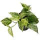 Efeutute Epipremnum pinnatum Marble Queen | Hydrokultur Zimmerpflanze in Blähton | rankende Kletterpflanze ca. 20-25cm im Kulturtopf 13/12 mit Gießanzeiger
